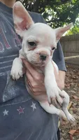 French bulldog , a female French Bulldog for sale in Hartselle, AL – 10 of 10