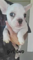 French bulldog , a female French Bulldog for sale in Hartselle, AL – 2 of 10