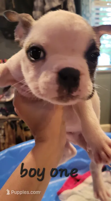 French bulldog  – French Bulldog puppy for sale in Hartselle, AL