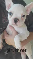 French bulldog , a female French Bulldog for sale in Hartselle, AL – 3 of 10