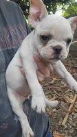 French bulldog , a female French Bulldog for sale in Hartselle, AL – 7 of 10