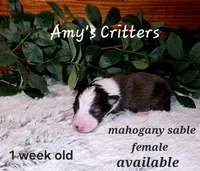 Aspen, a female Shetland Sheepdog for sale in Plainview, MN – Photo 2 of 3