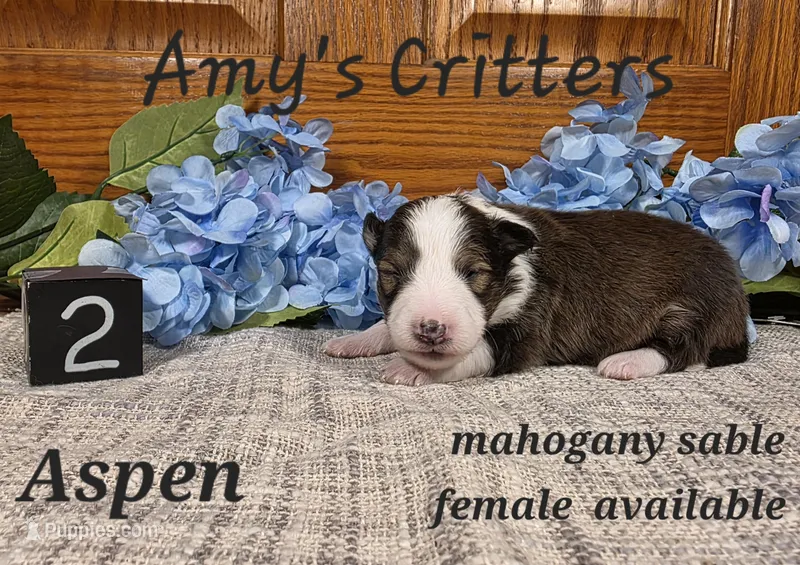 Aspen – Shetland Sheepdog puppy for sale in Plainview, MN