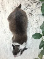 Aspen, a female Shetland Sheepdog for sale in Plainview, MN – Photo 3 of 3