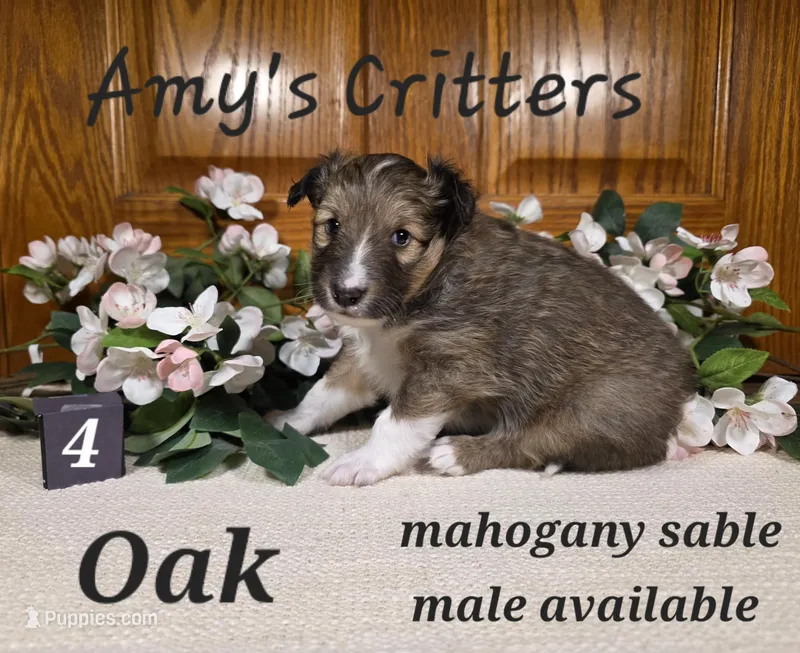 Oak – Shetland Sheepdog puppy for sale in Plainview, MN