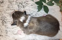 Oak, a male Shetland Sheepdog for sale in Plainview, MN – Photo 3 of 3