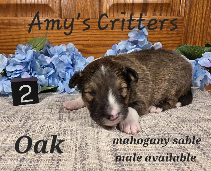 Oak – Shetland Sheepdog puppy for sale in Plainview, MN