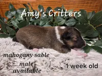 Oak, a male Shetland Sheepdog for sale in Plainview, MN – Photo 2 of 3