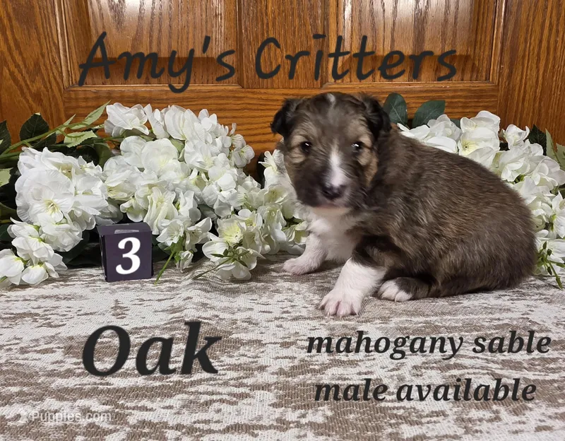 Oak – Shetland Sheepdog puppy for sale in Plainview, MN