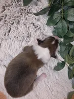 Birch, a male Shetland Sheepdog for sale in Plainview, MN – Photo 3 of 3