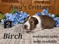 Birch, a male Shetland Sheepdog for sale in Plainview, MN – Photo 1 of 3