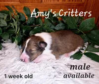 Birch, a male Shetland Sheepdog for sale in Plainview, MN – Photo 2 of 3