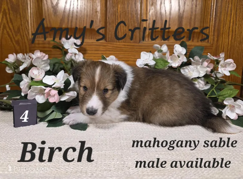 Birch – Shetland Sheepdog puppy for sale in Plainview, MN