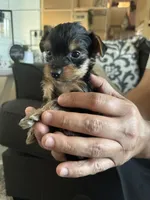 Baby, a male Yorkshire Terrier for sale in Riverside, CA – Photo 2 of 2