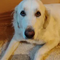 F#3, a female Great Pyrenees for sale in Turlock, CA – Photo 6 of 6