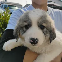 F#3, a female Great Pyrenees for sale in Turlock, CA – Photo 1 of 6