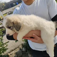 F#3, a female Great Pyrenees for sale in Turlock, CA – Photo 2 of 6