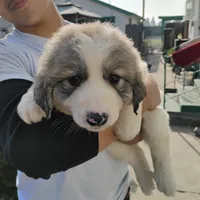 F#3, a female Great Pyrenees for sale in Turlock, CA – Photo 3 of 6