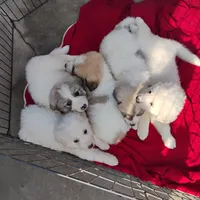 F#3, a female Great Pyrenees for sale in Turlock, CA – Photo 5 of 6