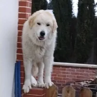 F#3, a female Great Pyrenees for sale in Turlock, CA – Photo 4 of 6