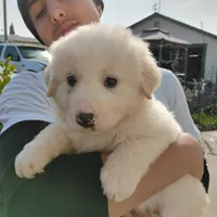 F#2, a female Great Pyrenees for sale in Turlock, CA – Photo 3 of 6