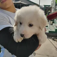 F#2, a female Great Pyrenees for sale in Turlock, CA – Photo 1 of 6