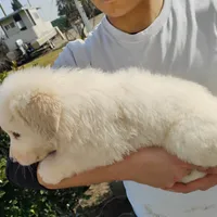 F#2, a female Great Pyrenees for sale in Turlock, CA – Photo 2 of 6