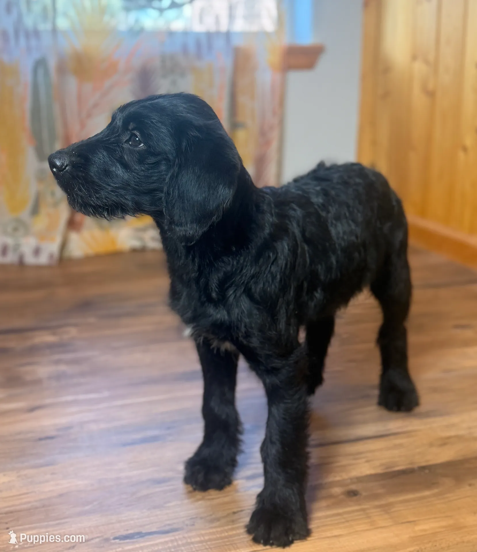 Adorable Boy Jingles🤍, a male Labradoodle for sale in Estes Park, CO – Photo 2 of 10
