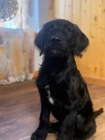 Adorable Boy Jingles🤍, a male Labradoodle for sale in Estes Park, CO – Photo 1 of 10