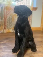 Adorable Boy Jingles🤍, a male Labradoodle for sale in Estes Park, CO – Photo 4 of 10