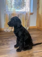 Adorable Boy Jingles🤍, a male Labradoodle for sale in Estes Park, CO – Photo 5 of 10