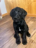 Adorable Boy Jingles🤍, a male Labradoodle for sale in Estes Park, CO – Photo 3 of 10