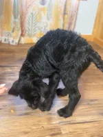 Adorable Boy Jingles🤍, a male Labradoodle for sale in Estes Park, CO – Photo 7 of 10