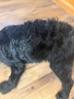 Adorable Boy Jingles🤍, a male Labradoodle for sale in Estes Park, CO – Photo 9 of 10