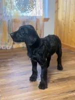Adorable Boy Jingles🤍, a male Labradoodle for sale in Estes Park, CO – Photo 10 of 10