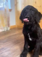 Adorable Boy Jingles🤍, a male Labradoodle for sale in Estes Park, CO – Photo 6 of 10