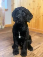 Adorable Boy Jingles🤍, a male Labradoodle for sale in Estes Park, CO – Photo 8 of 10