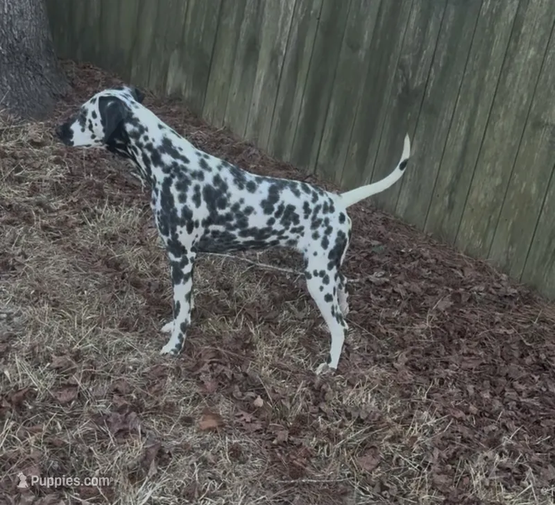Dalmation – Dalmatian puppy for sale in Wilmington, NC
