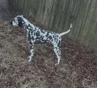 Dalmation, a female Dalmatian for sale in Wilmington, NC – 1 of 2