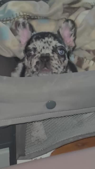 Frenchie , a male French Bulldog for sale in Wilmington, NC – 3 of 3