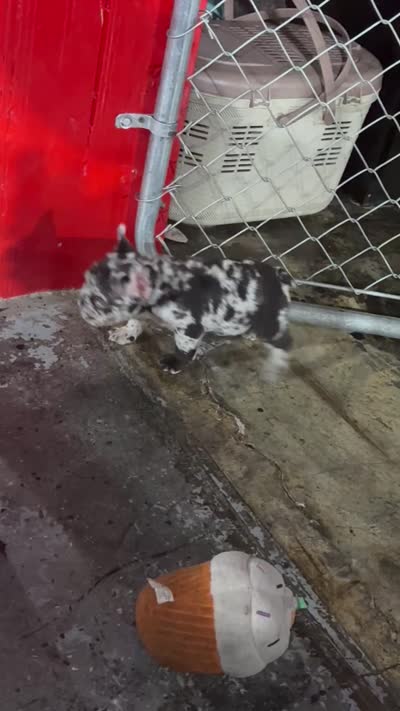Frenchie , a male French Bulldog for sale in Wilmington, NC – 2 of 3