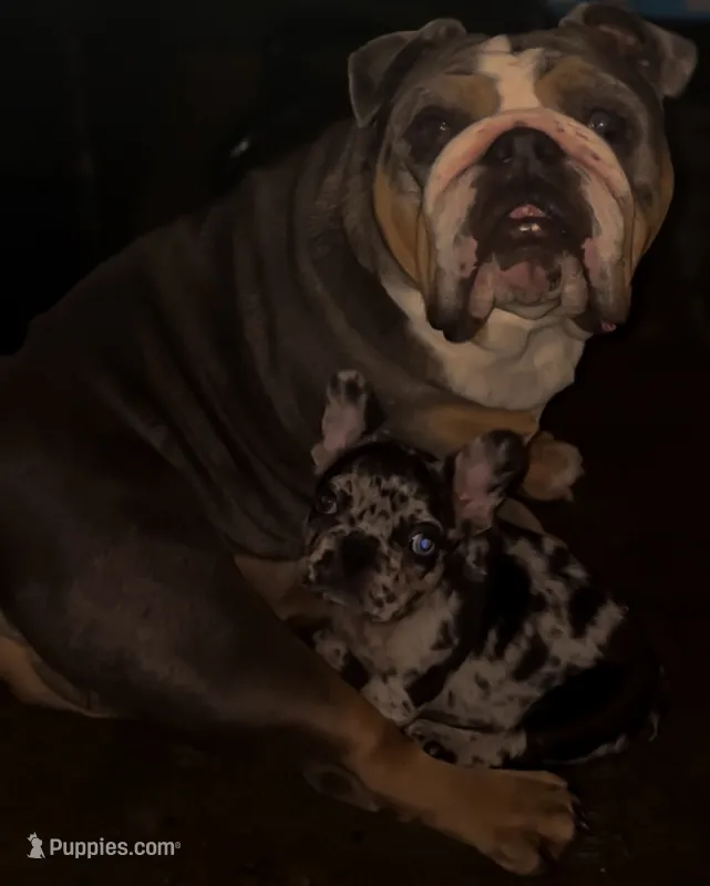 Frenchie  – French Bulldog puppy for sale in Wilmington, NC