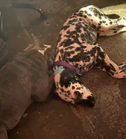 Dalmation, a female Dalmatian for sale in Wilmington, NC – 2 of 2