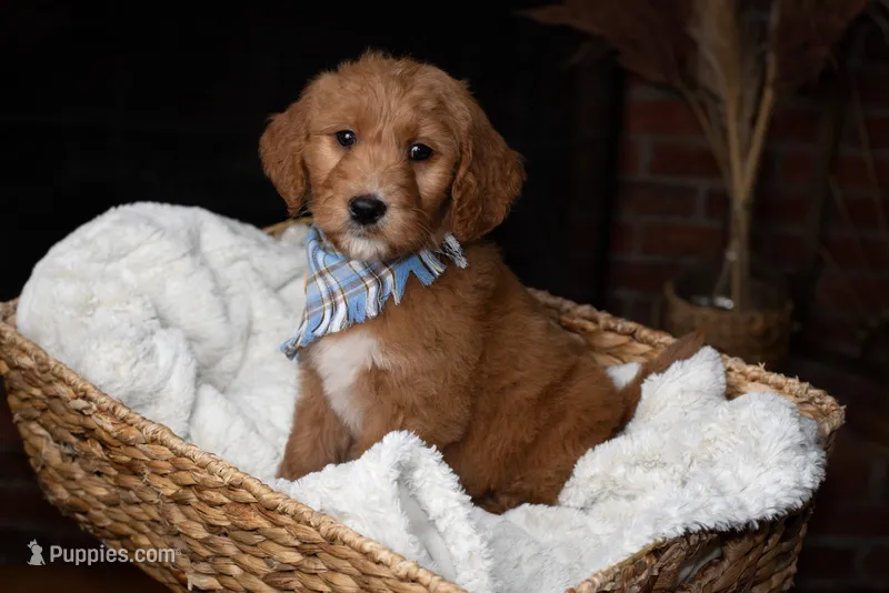 Yellow – Goldendoodle puppy for sale in Rochester, NY