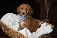 Yellow, a male Goldendoodle for sale in Rochester, NY – 1 of 1