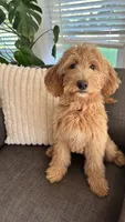 Miss Orange, a female Goldendoodle for sale in Rochester, NY – 2 of 3