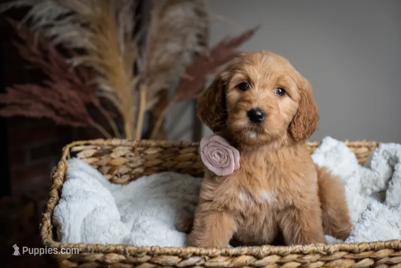 Pinkie – Goldendoodle puppy for sale in Rochester, NY