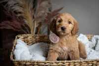 Pinkie, a female Goldendoodle for sale in Rochester, NY – 1 of 2