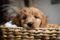 Pinkie, a female Goldendoodle for sale in Rochester, NY – 2 of 2