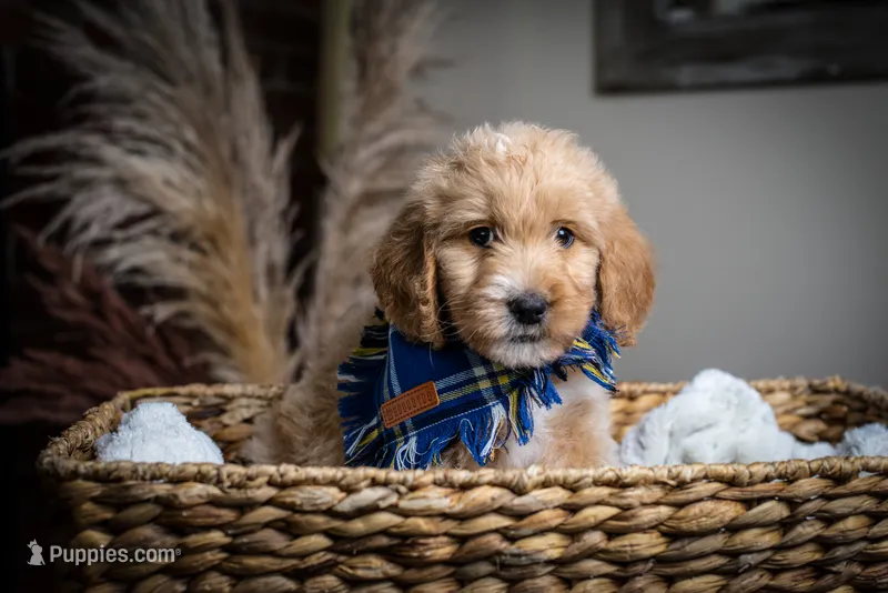 Red – Goldendoodle puppy for sale in Rochester, NY